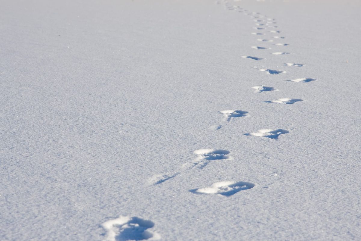 A unfeatured and flat snowscape, marked only but a track of footsteps that disappears into the distance.