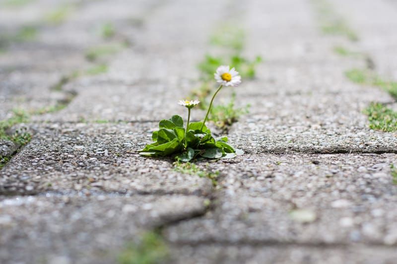 A daisy growing through a crack in concrete.