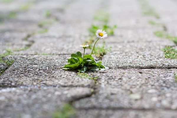 A daisy growing through a crack in concrete.