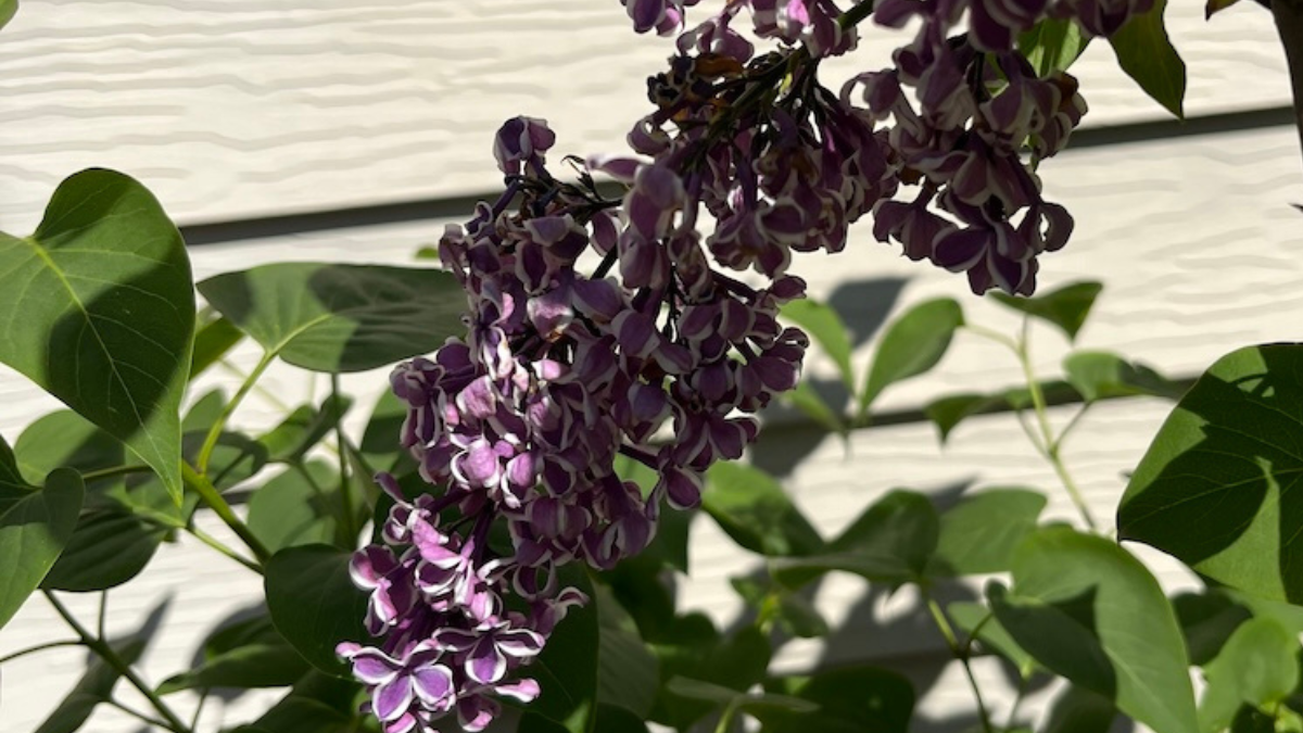 lilac plant