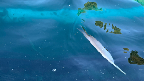 Some may say it's a different genre