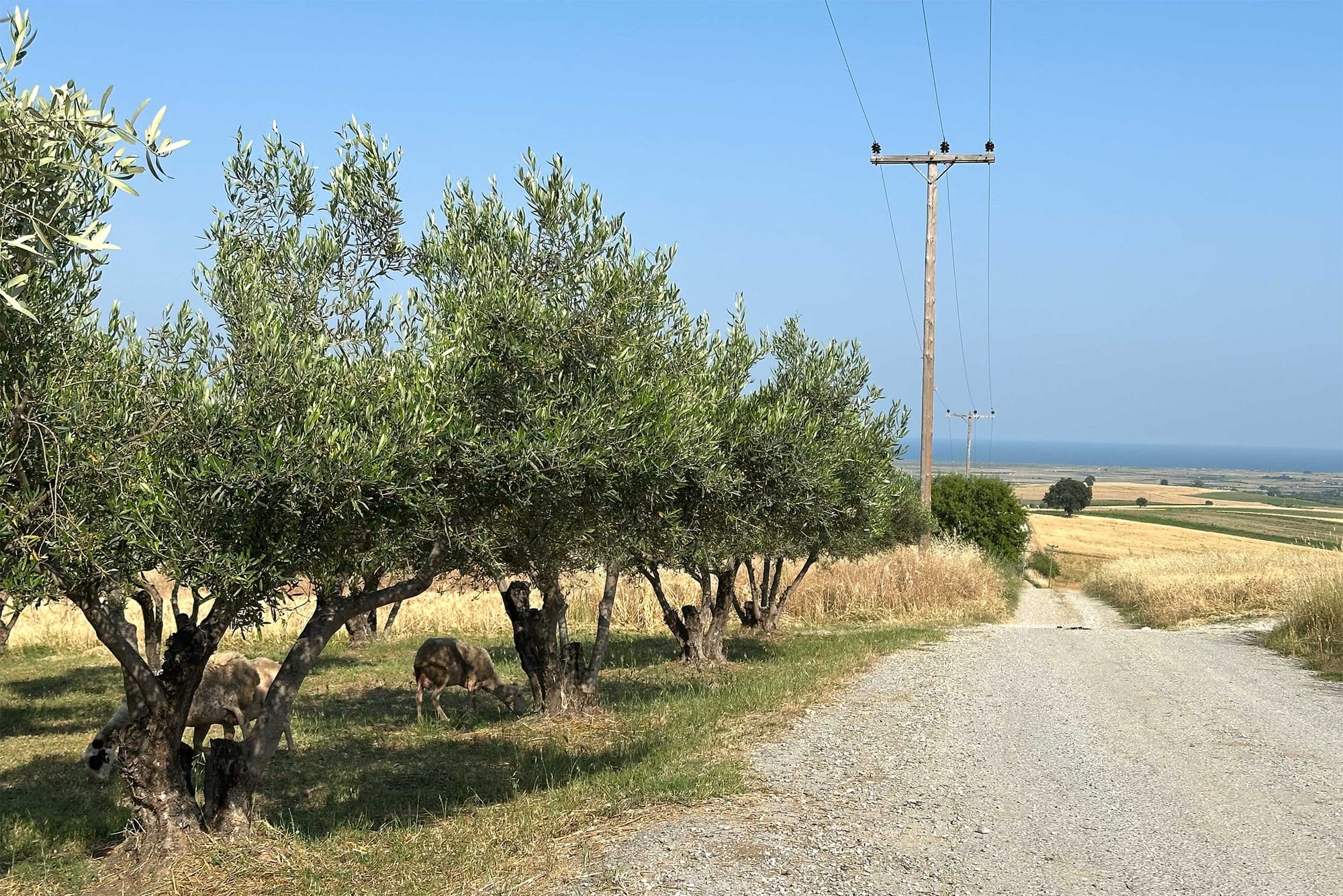 Sheep grazing beneath olive trees next to a gravel country road, with the ocean seen far in the distance.