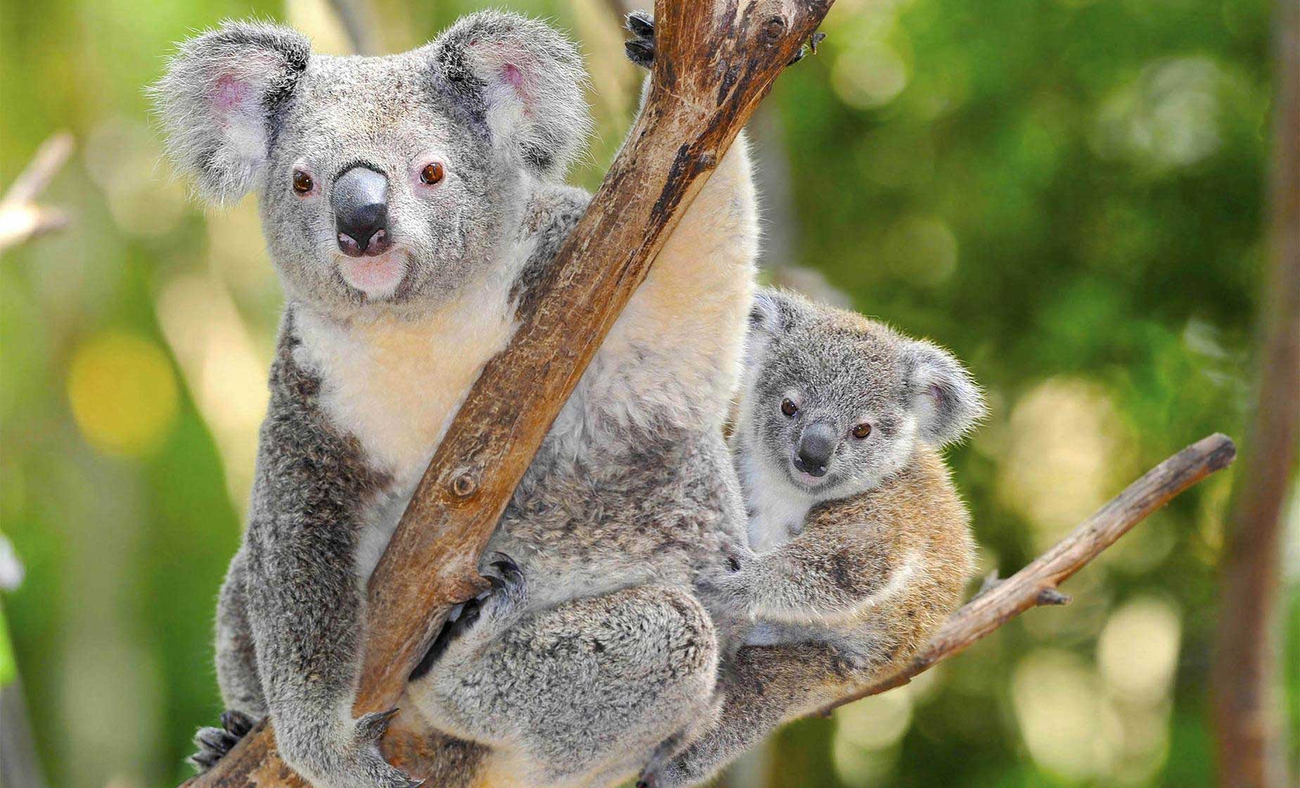 Koala bears on a tree.