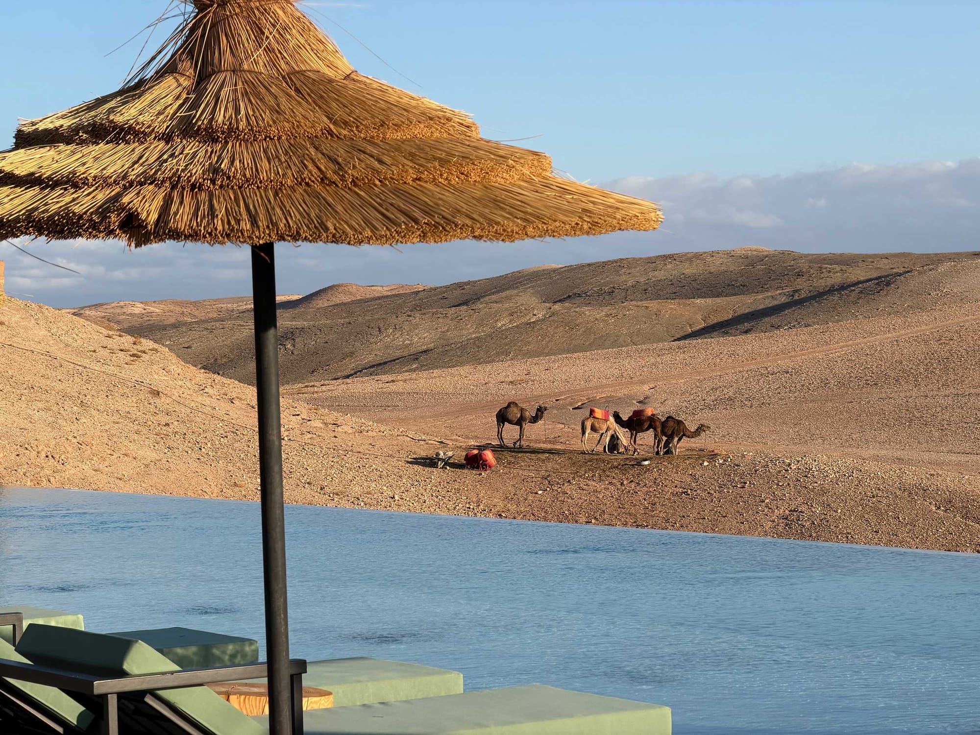 Infinity pool overlooking the Moroccan desert with camels in the distance.