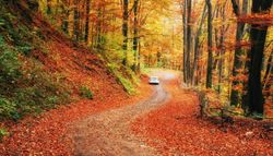 Leaves turning colors on Thanksgiving Day.