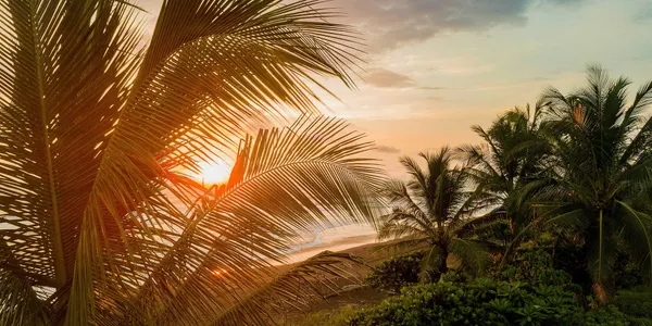 Costa Rican beach at sunset seen through palm trees.