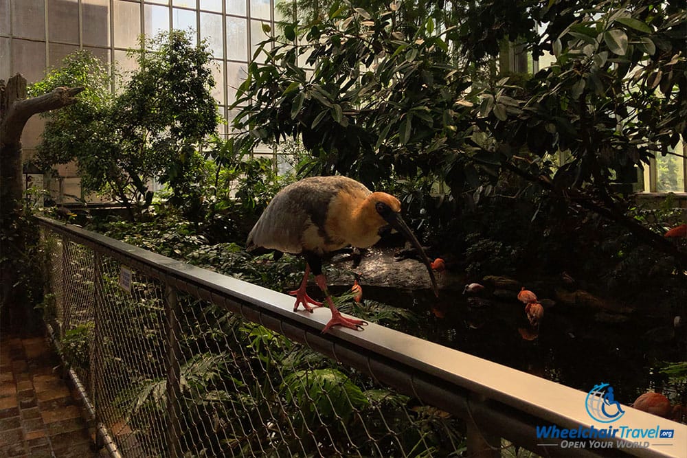 See birds up close at the National Aviary.
