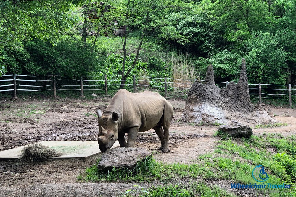 Rhinoceros at Pittsburgh Zoo.