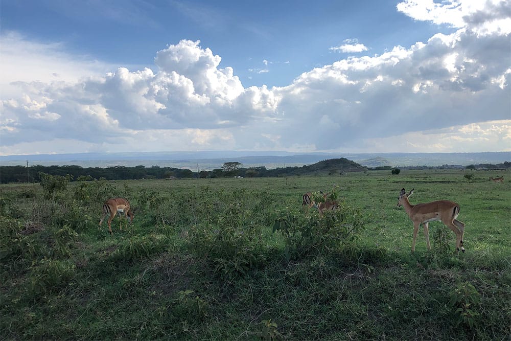 Herd of impalas at Lake Nakuru National Park.