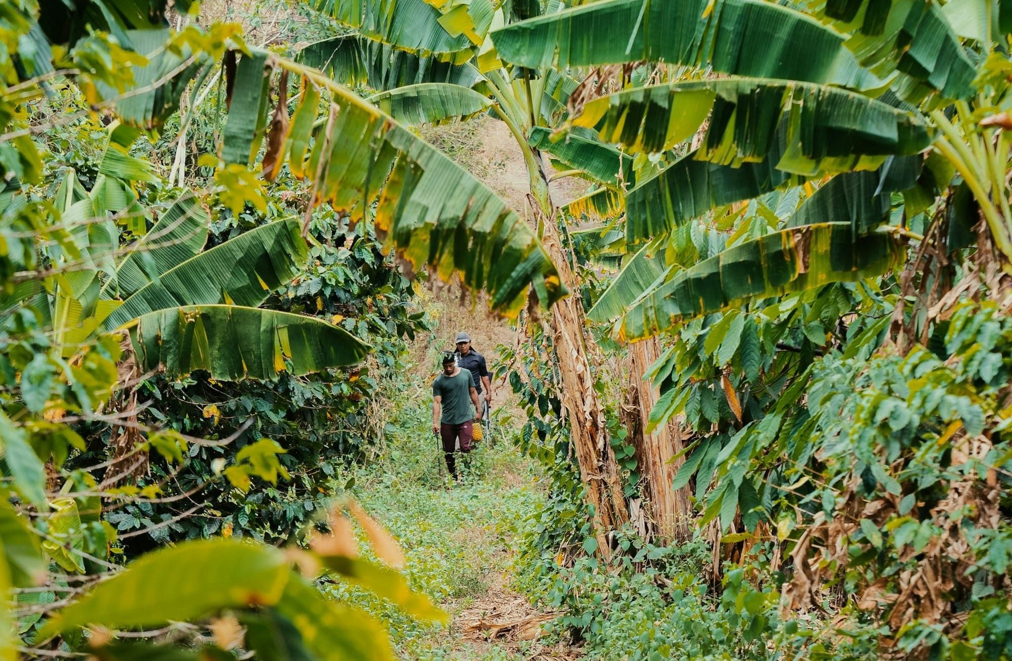 a man walking down a dirt path through a lush green forest