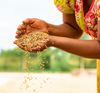 Seed savers, French protests, kidney disease, wearable sensors, Hijras & heat, impacts on IVF, Lassa fever, MP says: track emissions & misogyny