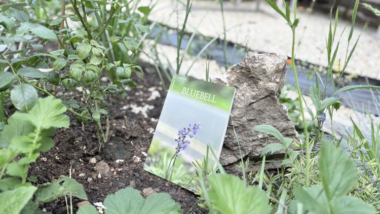 Bluebell Issue No.1 Comes Out + Book Launch @ UEA