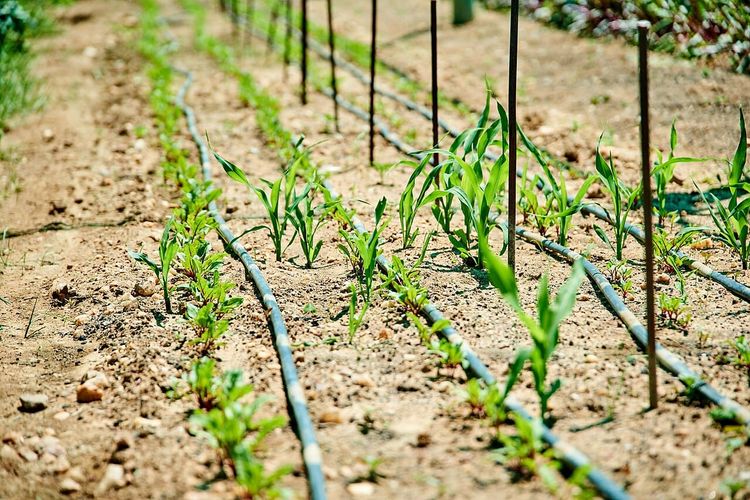 Farmmi Signs Framework Agreement to Buy Brazilian Agricultural Trading Company