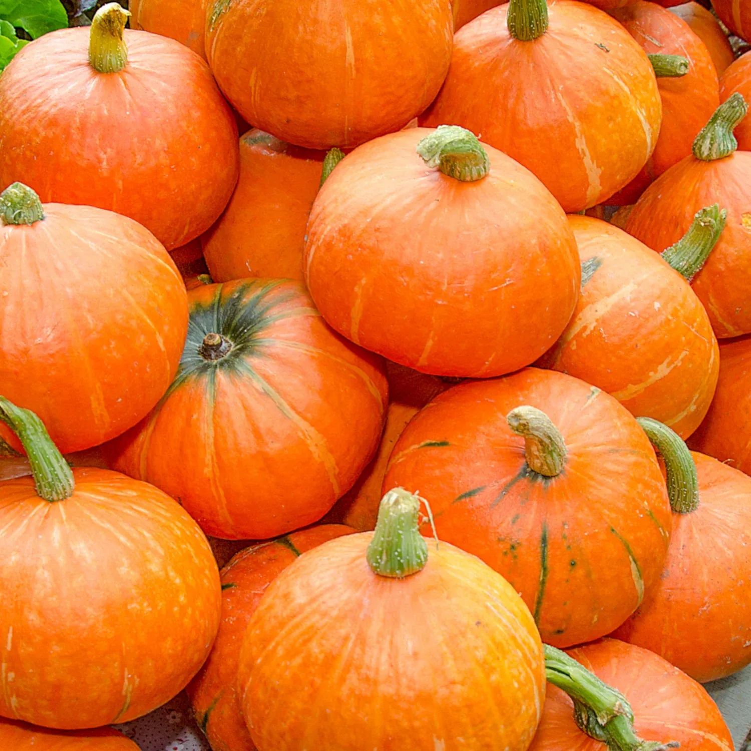 Deb's Quilt Studio - Fall Newsletter