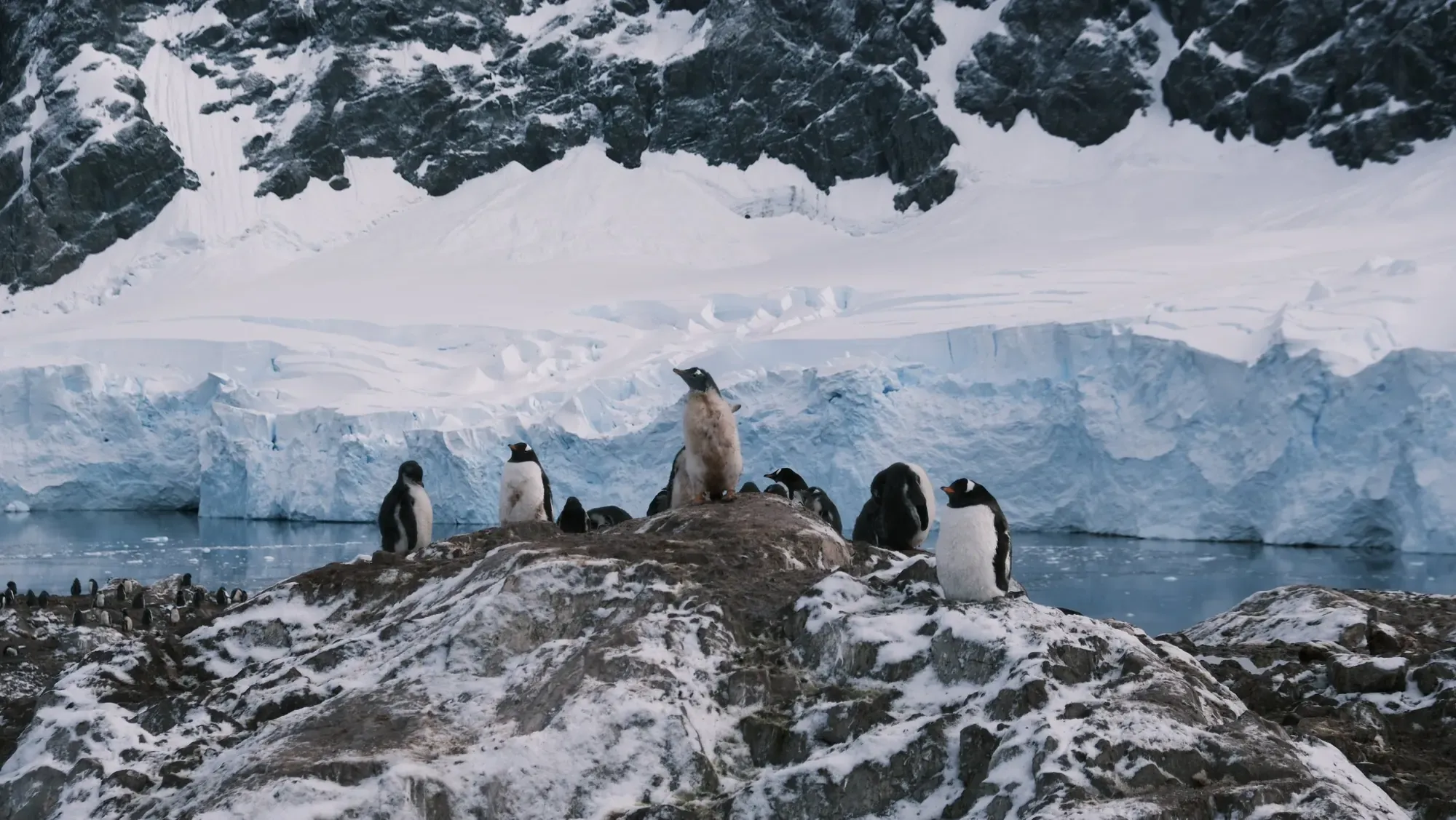 Eselspinguine mit flauschigen Jungtieren auf einem Felsen vor einer Gletscherfront