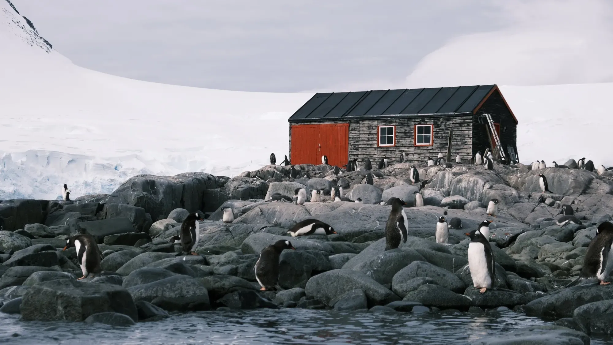 Historische Holzhütte von Port Lockroy mit roten Türen, umgeben von Eselspinguinen
