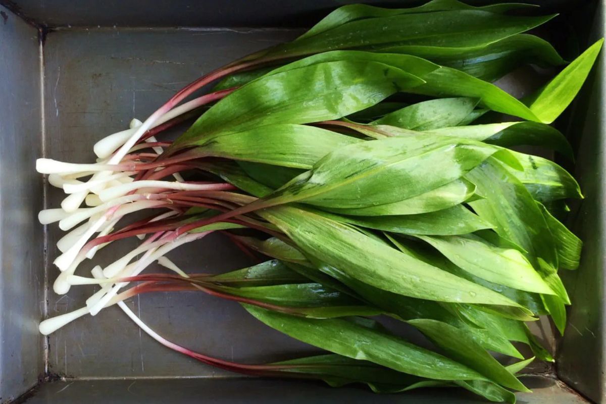 El Fenómeno de los Ramps: El Tesoro Verde que Marca el Inicio de la Primavera
