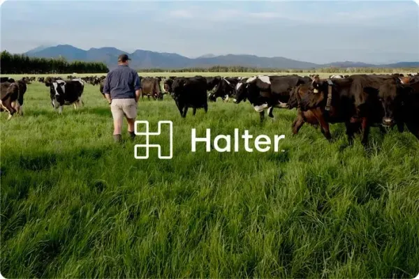 Cowgorithm: cuando Silicon Valley aprendió a hablar el idioma de las vacas