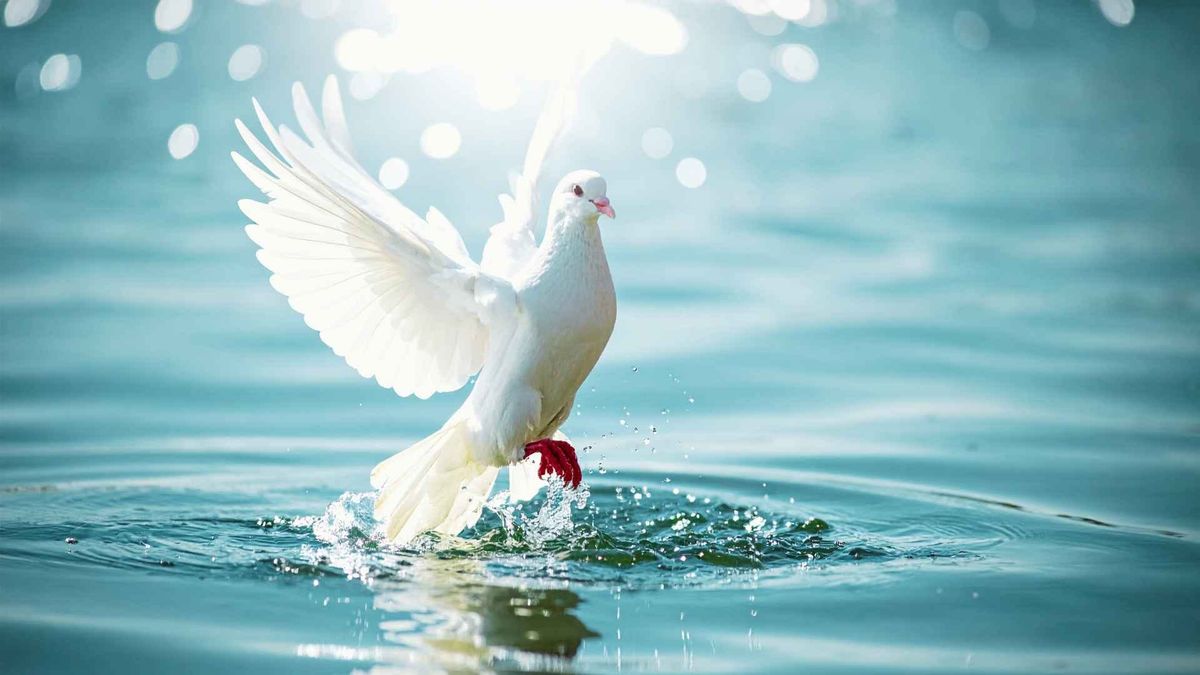 Dove landing on water representing baptism