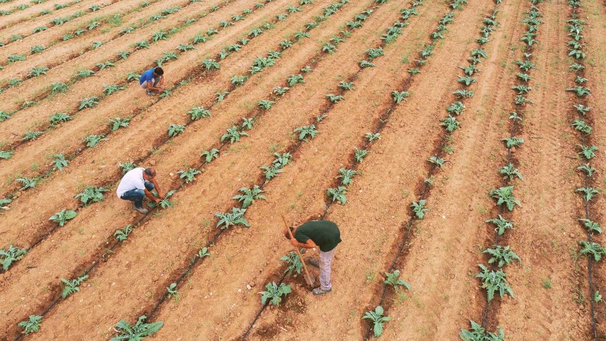 People working in a vineyard representing good people in the question why do bad things happen to good people?