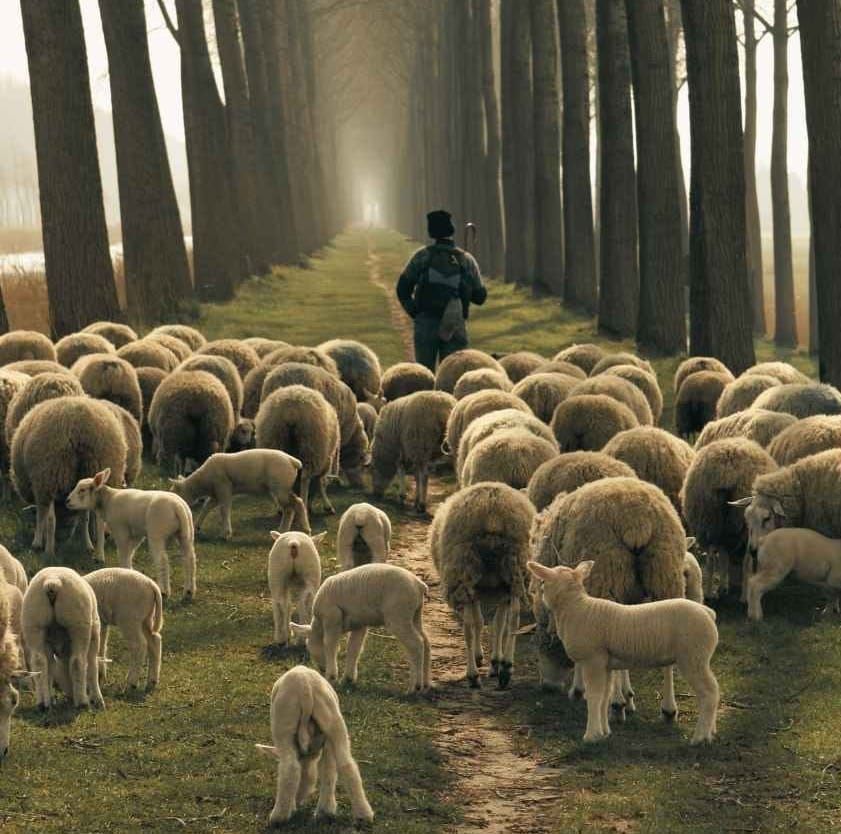 shepherd leading sheep representing why bad things happen to good people