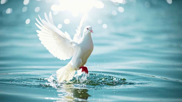 Dove landing on water representing baptism