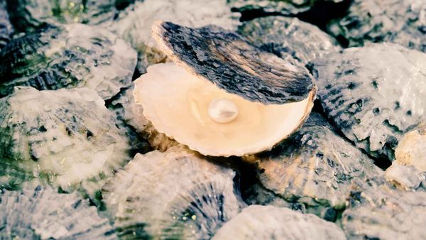 Oyster with a pearl representing  good things why bad things happen to good people
