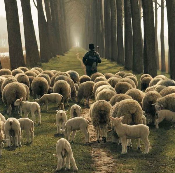 shepherd leading sheep representing why bad things happen to good people