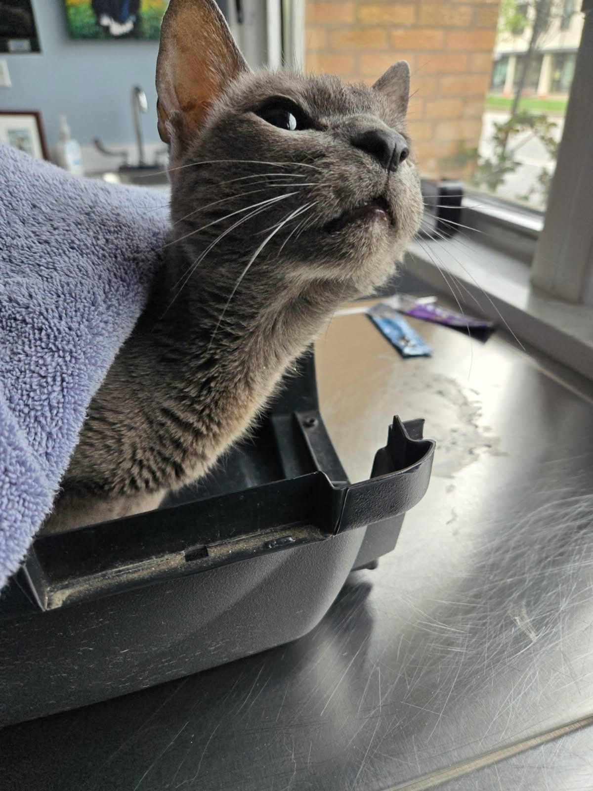 Stanley, a gray Russian Blue with large, dilated, alien-like eyes, looks up innocently and sweetly while wrapped in a towel atop a vet table. 