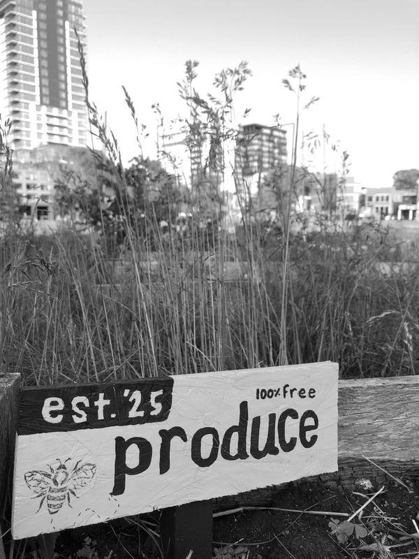 New development threatens urban garden