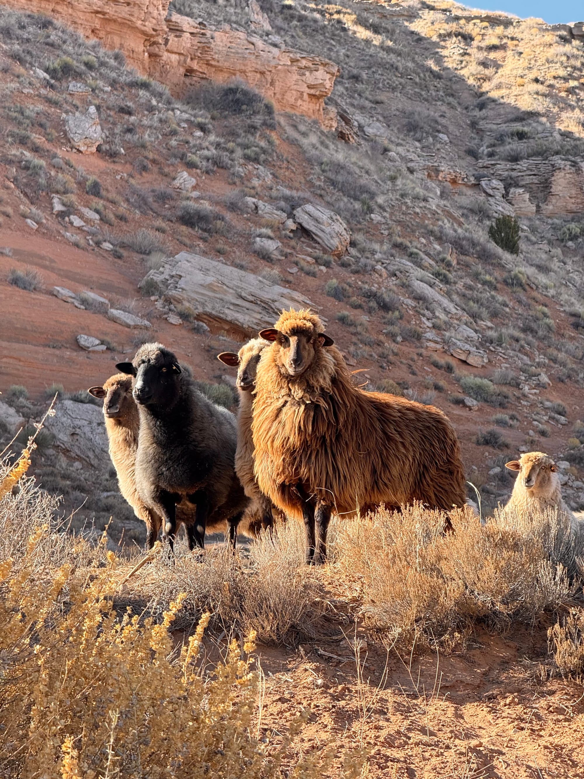 Nikyle Begay Resurrects Century-Old Diné Weavings