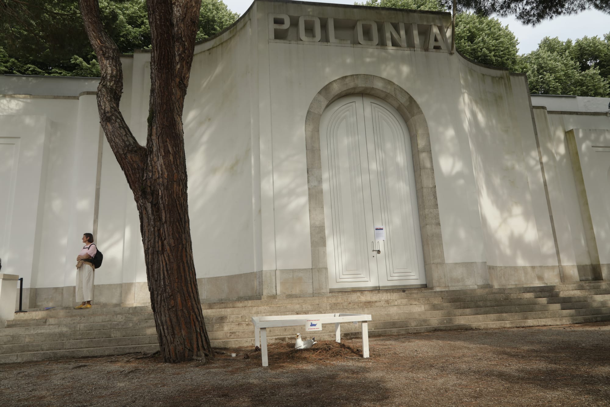 Nesting Seagull Becomes Unexpected Star of Venice Biennale