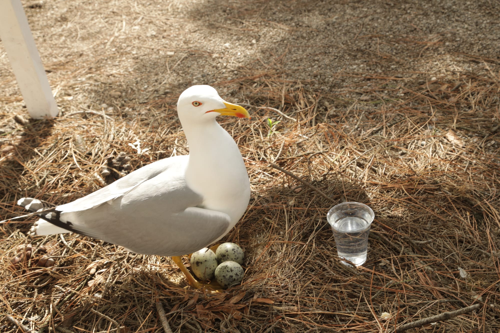Nesting Seagull Becomes Unexpected Star of Venice Biennale