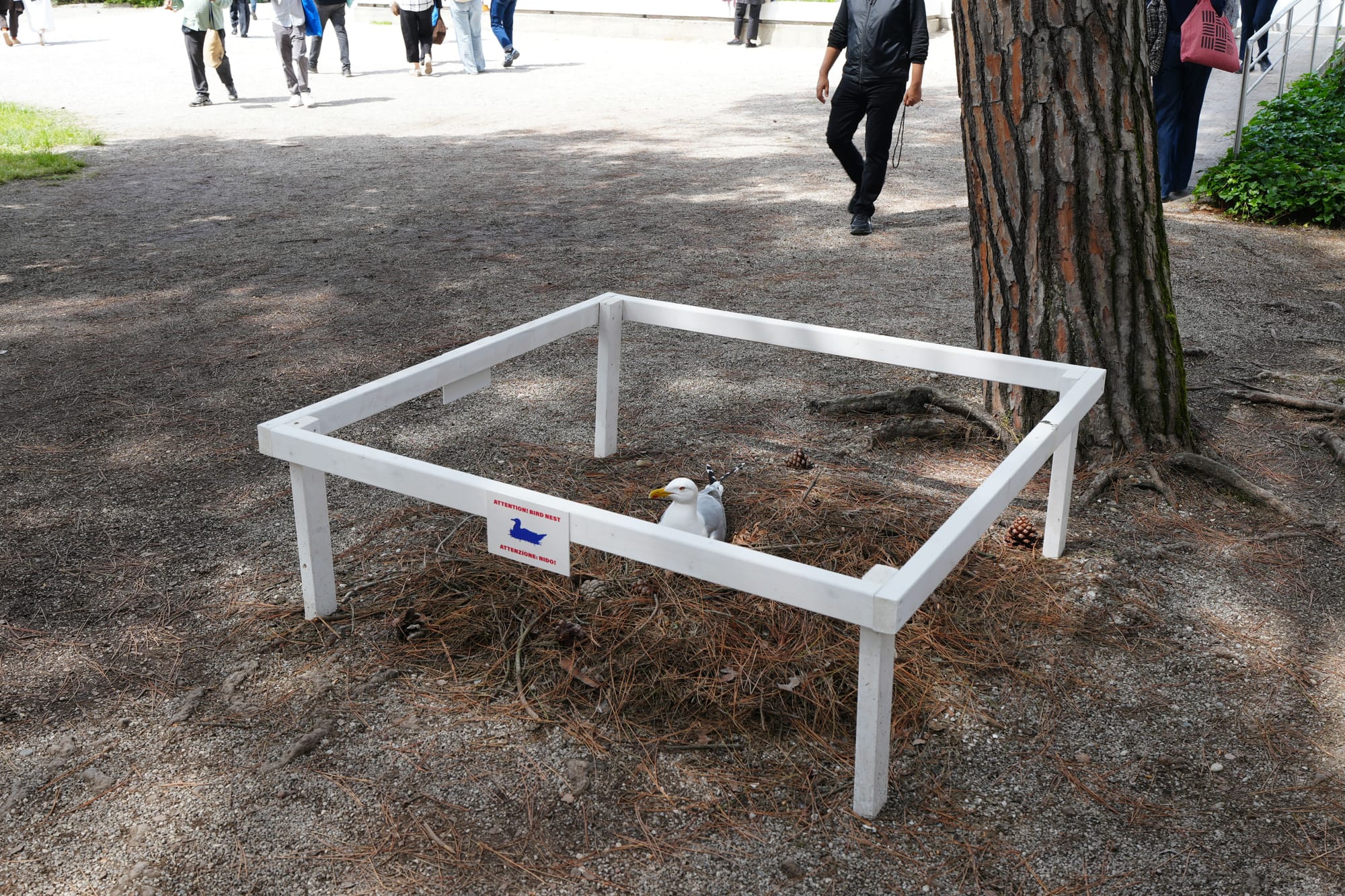 Nesting Seagull Becomes Unexpected Star of Venice Biennale