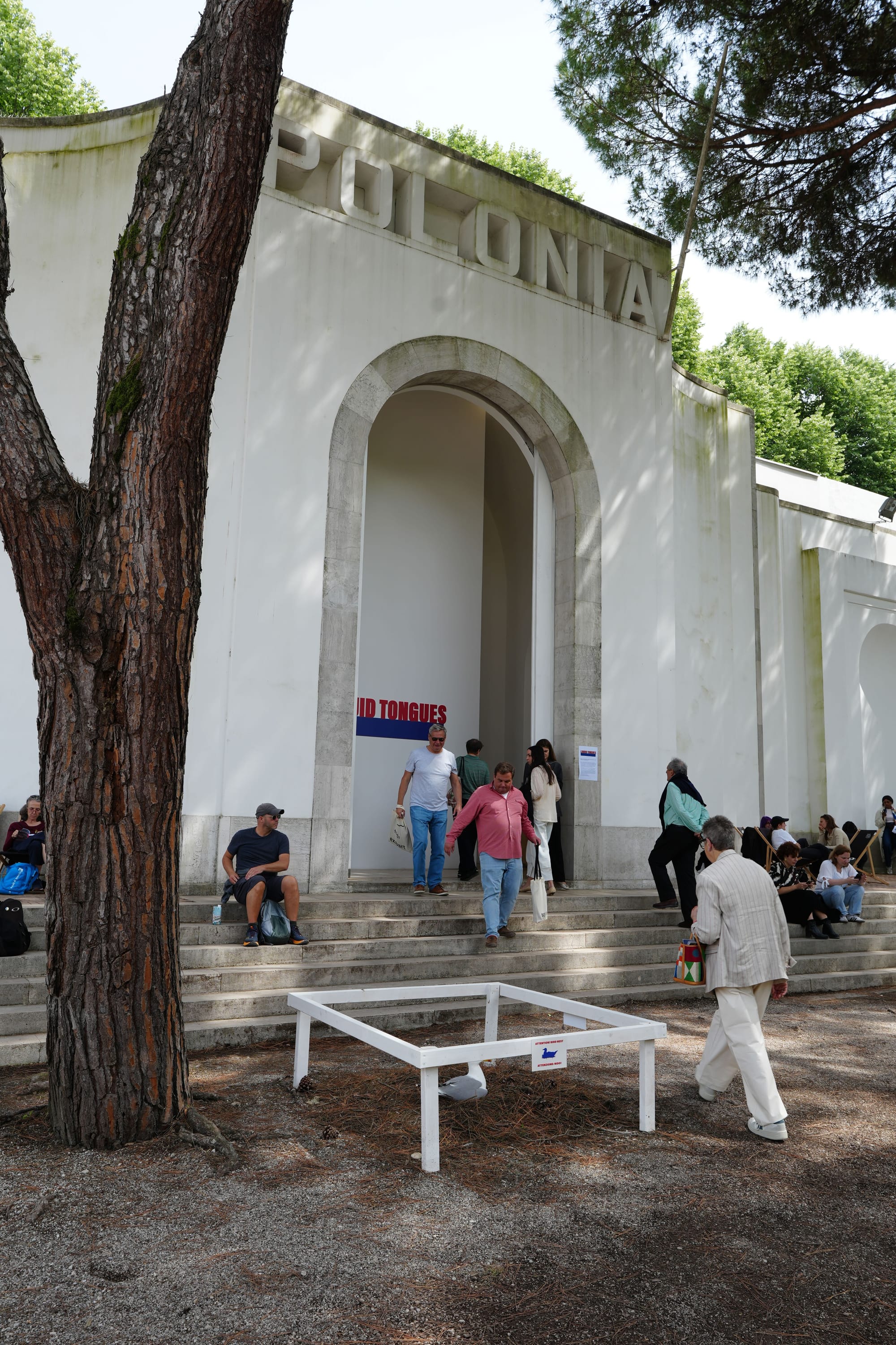 Nesting Seagull Becomes Unexpected Star of Venice Biennale