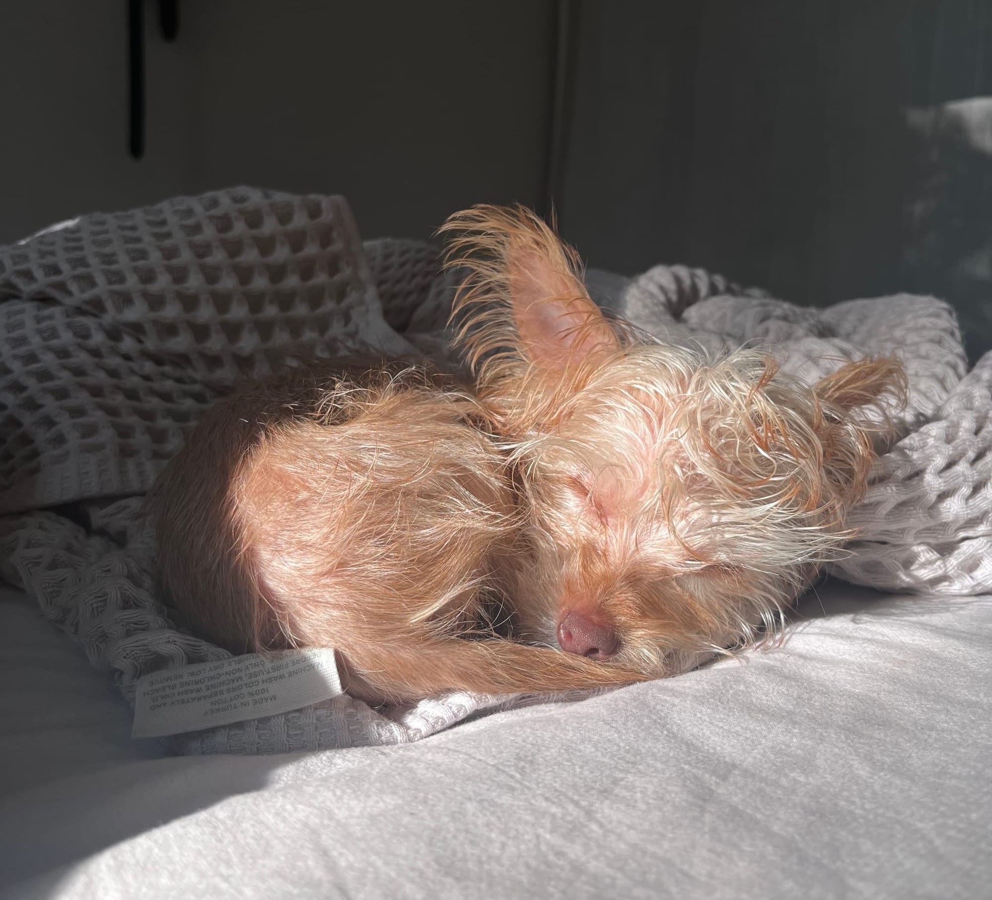 How Are Artists Affording Pet Care?