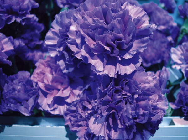 BCL, "Common Flowers"