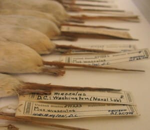 Center for PostNatural History, "From the collection of the Smithsonian: Mus musculus domesticus"