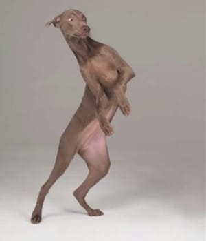 Wegman dancing dog