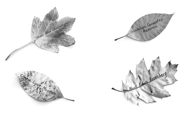  "Fallen," Jane Hammond