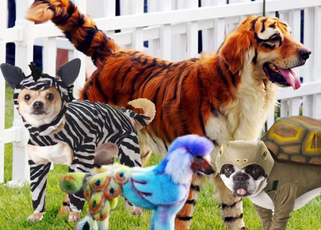 Why couldn't your dogs be another animal entirely?