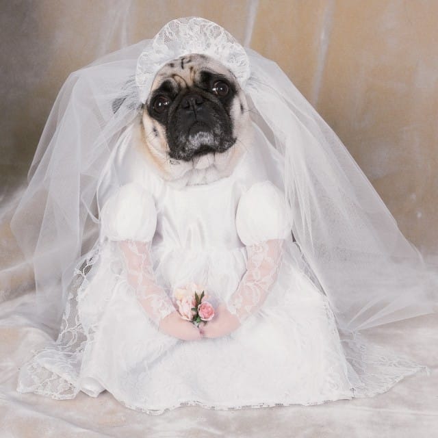 The beautiful bride dog. Image from costumeexpress.com.