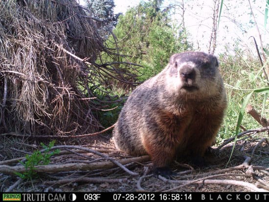 Jill Musnicki, still from "what comes around"