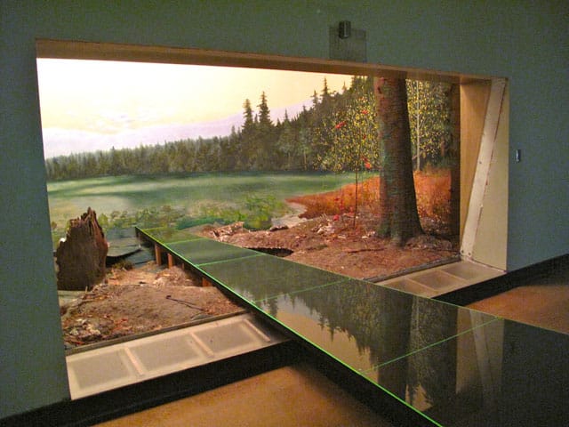 Alois Kronschlaeger's Moose Diorama, part of his installation "Habitat"