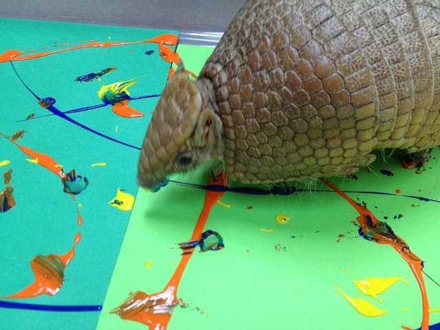 Speedy the Armadillo