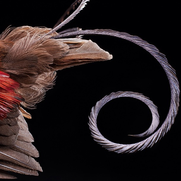 Robert Clark's photograph of a bird's wing on National Geographic's Instagram