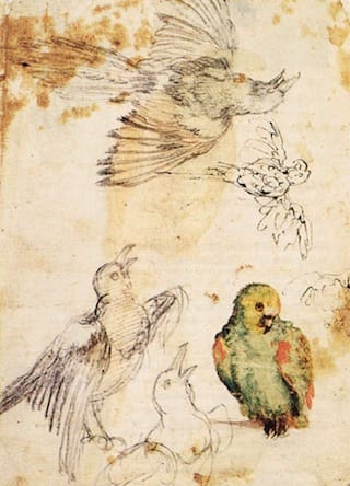 Giovanni da Udine, "Study of a Parrot and Other Birds" (1515-20). Red chalk and gouache, pen and brown ink, black chalk, 300 x 219 mm. Nationalmuseum, Stockholm. (Image via Web Gallery of Art) 