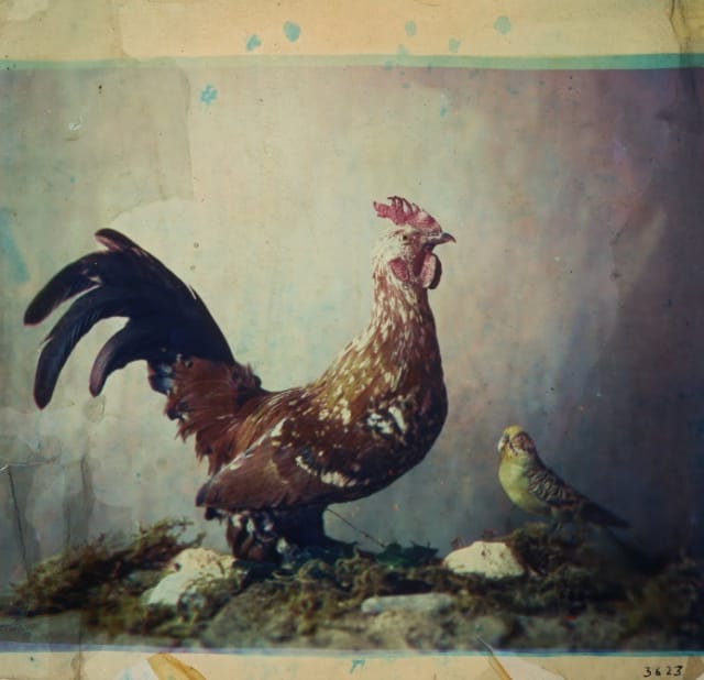 George Eastman House