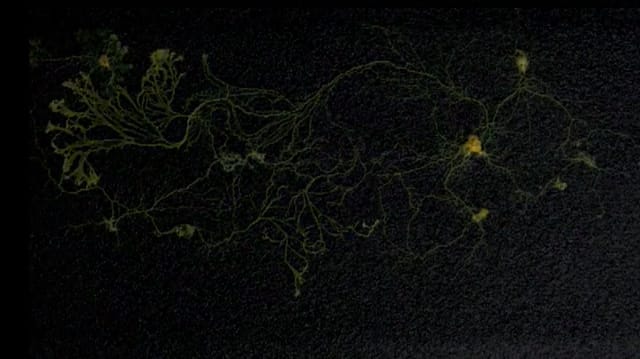 Heather Barnett, "Physarum Experiment No: 013 - The Spelling Test" (still)