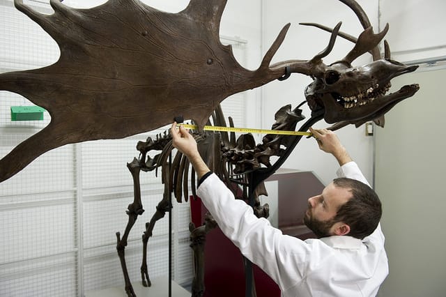 Conserving the skeleton of an Irish Elk (photograph via Christian Nitard/Muséum de Toulouse)